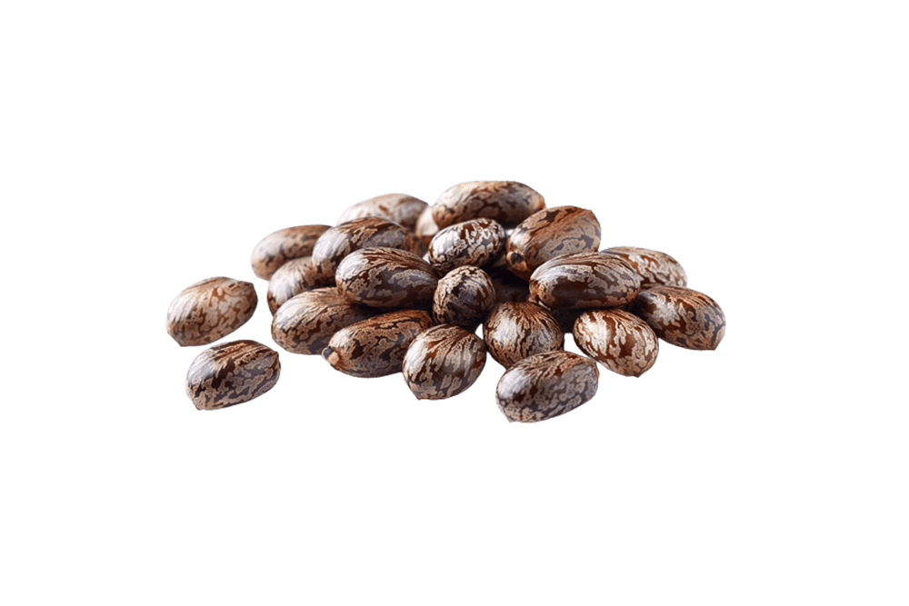 Castor-Seed-Arandi-Ka-beej